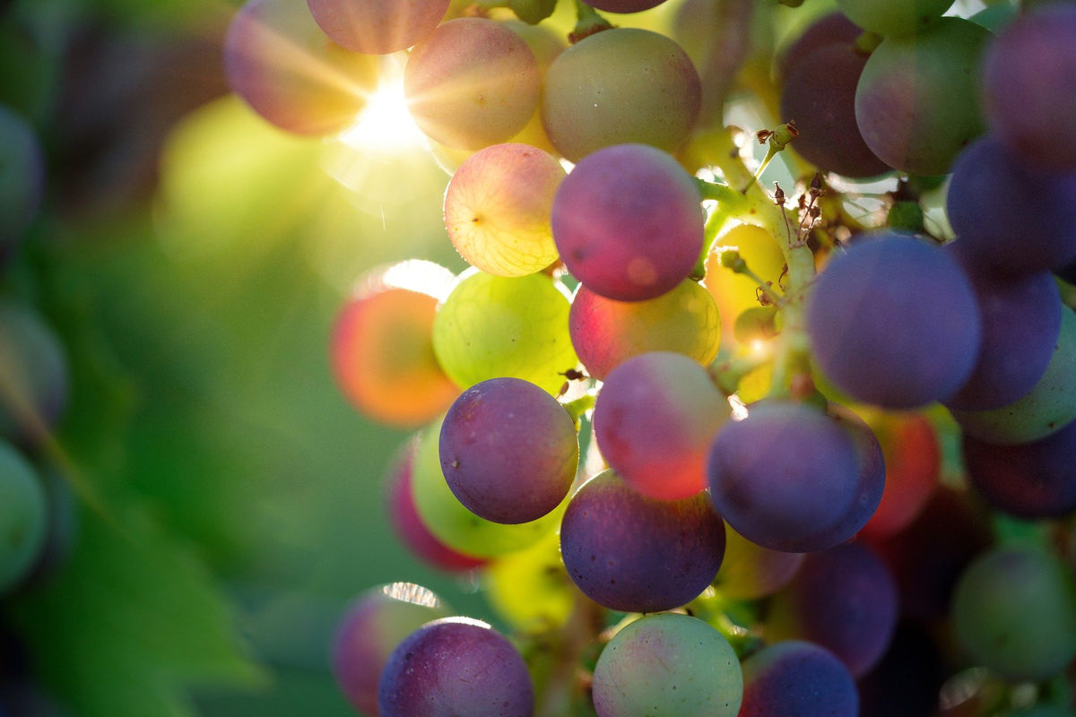 Taninos de la uva Taninos enologicos